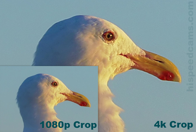 Seagull4kFHD
