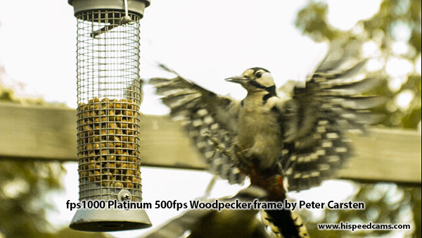 Woodpecker by Peter Carsten