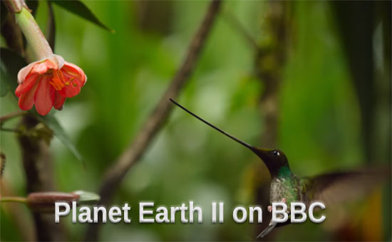 Planet Earth II Slow Motion 