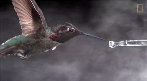 Hummingbird Science 